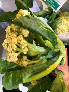 浙机电吃瓜,揭秘校园热点背后的真相