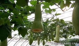 砍瓜真能砍着吃吗,揭秘能否真正砍着吃的奥秘