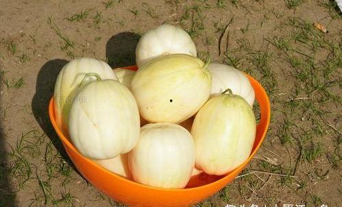 甜瓜喜欢吃瓜屁股,揭秘瓜屁股的独特魅力