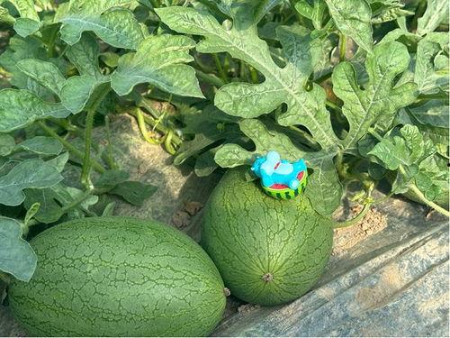 全上海吃的瓜,一场美食盛宴的瓜界之旅