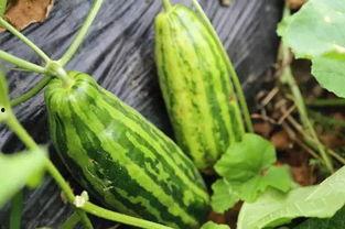 吃瓜不吃瓜看什么电影好,盘点那些轻松解压的电影佳作