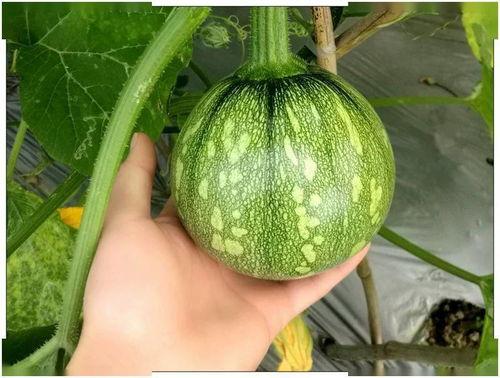 小翟吃瓜,揭秘娱乐圈那些不为人知的幕后故事