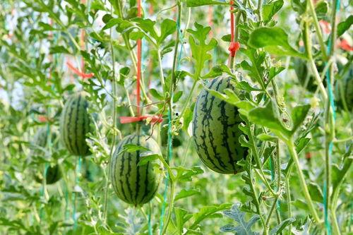 中科院吃瓜,揭秘科研圈里的“瓜田”风云