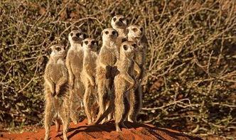 吃瓜的狐獴,揭秘吃瓜界的趣味与智慧