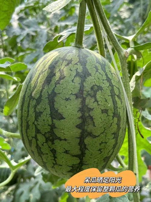 最火吃瓜中心,揭秘娱乐圈幕后风云