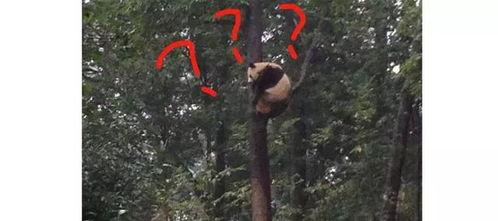 成都爬树吃瓜事件,网友热议“瓜王”挑战极限