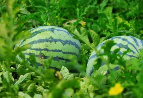 河南路人吃瓜,路人吃瓜，一幕幕人间烟火