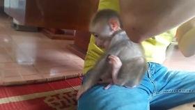 猴吃瓜搞笑视频